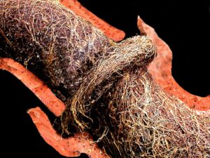 Tree-Roots-In-Sewer-Pipe