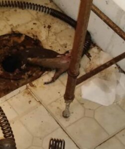 Plumbing Clogs